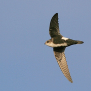 Adult. Note: white throat and belly