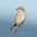 Juvenile. Note: brown head and scaly flanks.
