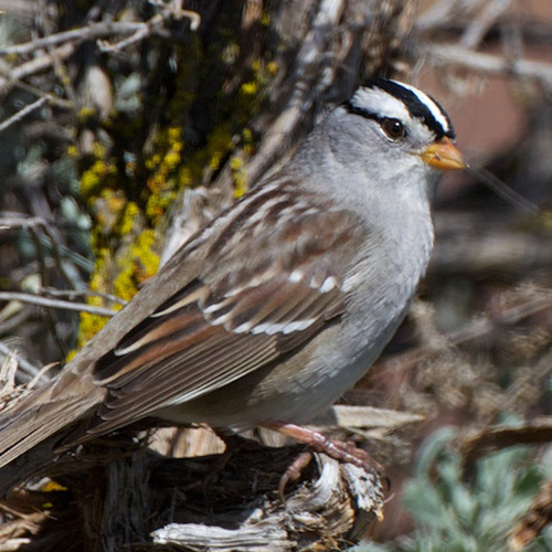 Adult (gambelli ssp.)