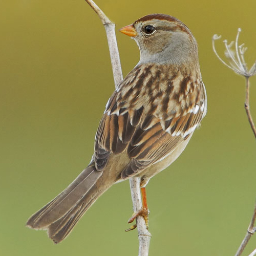 Juvenile gambeli race.