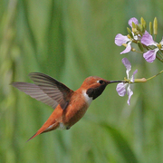 Male Male